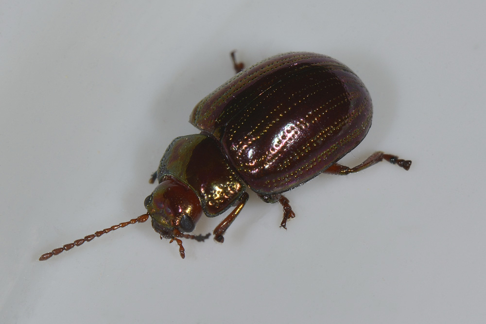 Chrysolina americana sbiadita